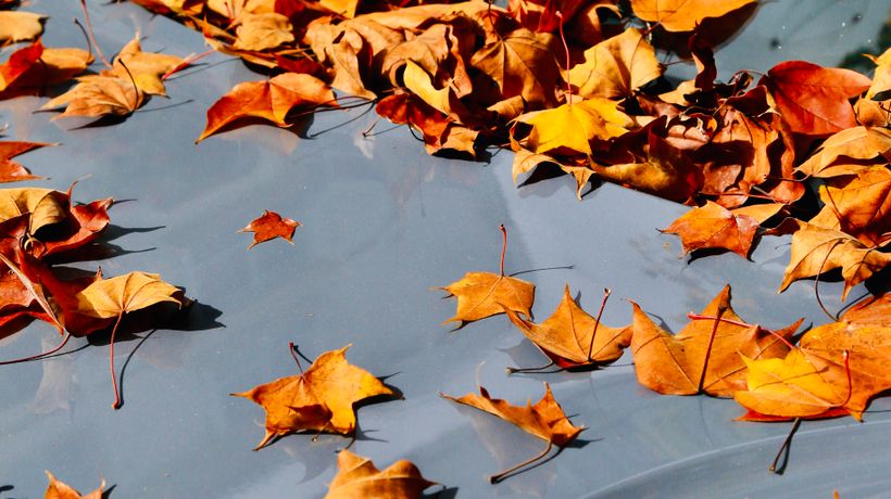 Autumn leaves and sap on a car bonnet