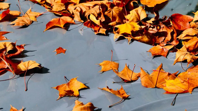 Autumn leaves and sap on a car bonnet