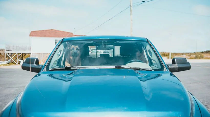 A dog in a car, a common source of wet dog smell